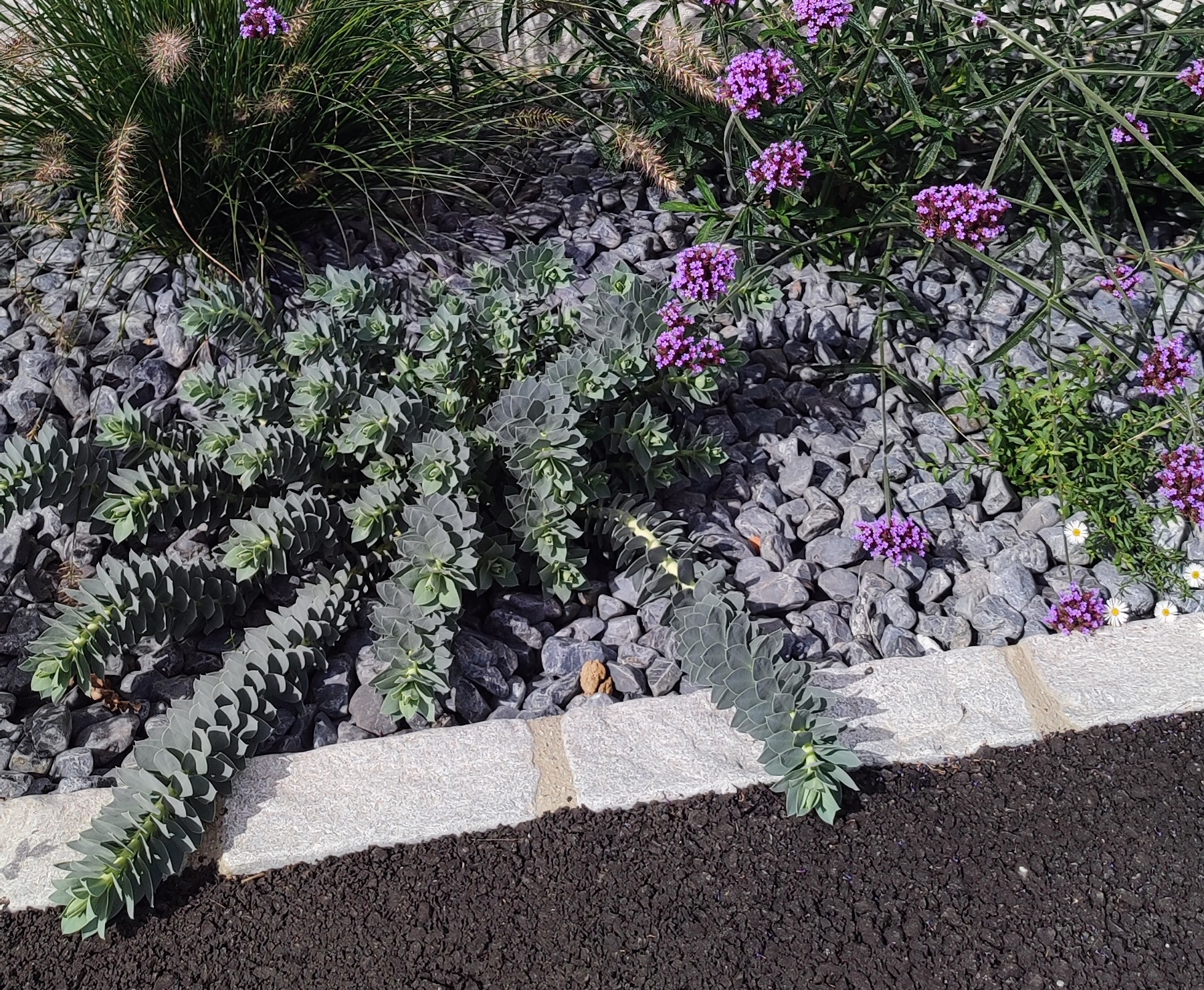 Euphorbia myrsinite jardin sec à toulouse