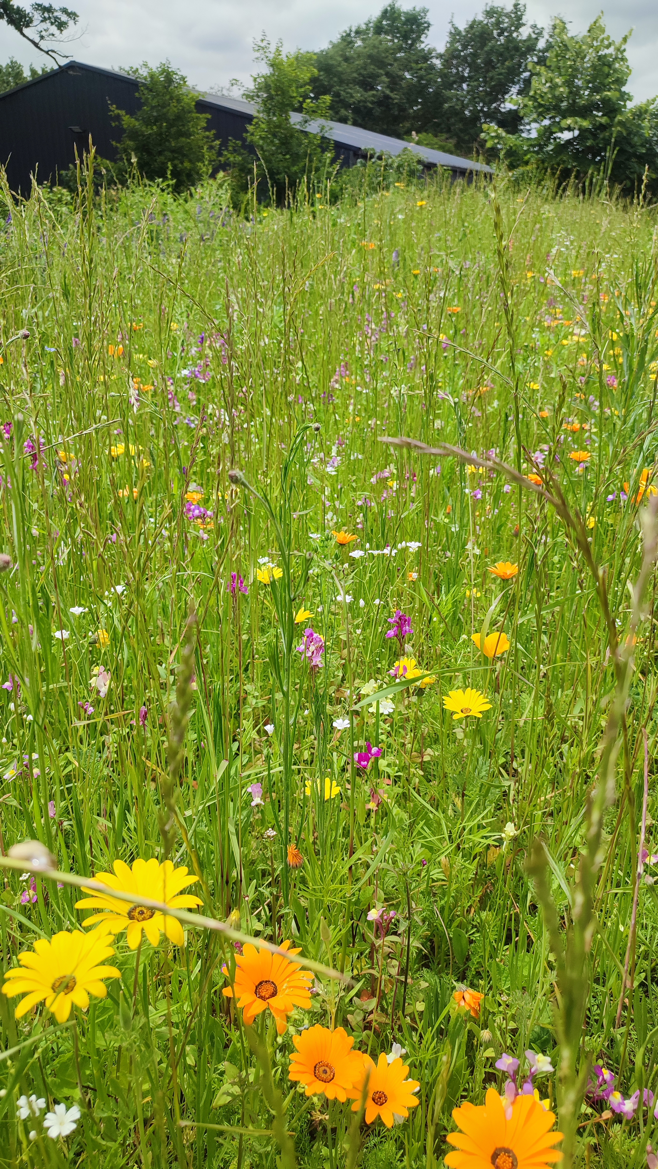 prairie fleurie