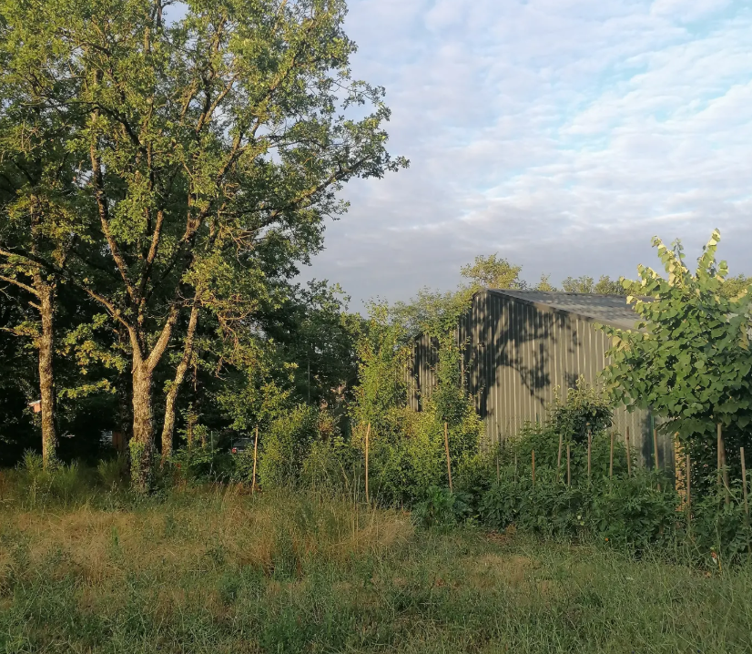 Arbres chênes et érables champêtre
