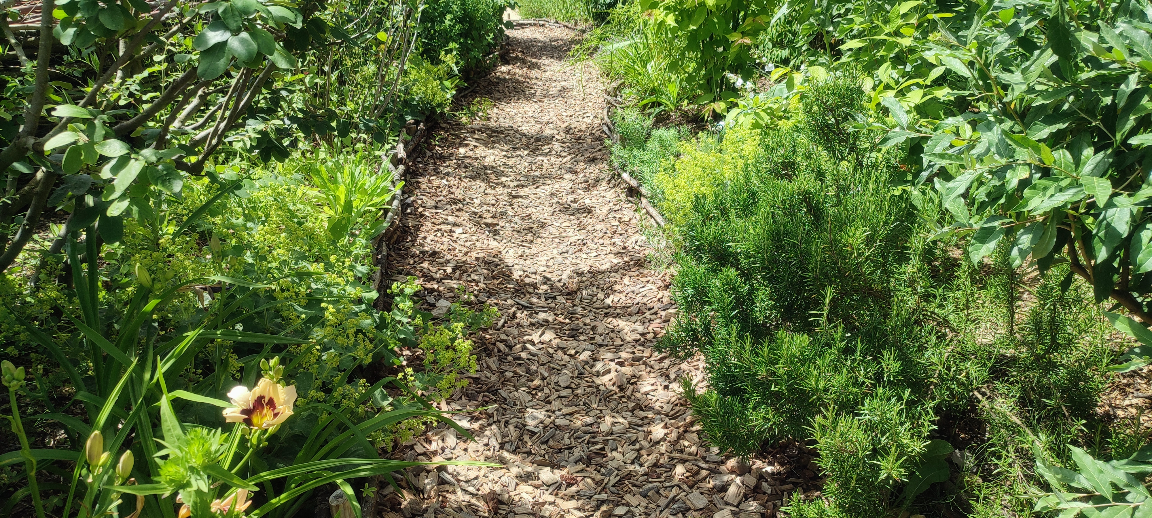 Chemin copeaux de bois