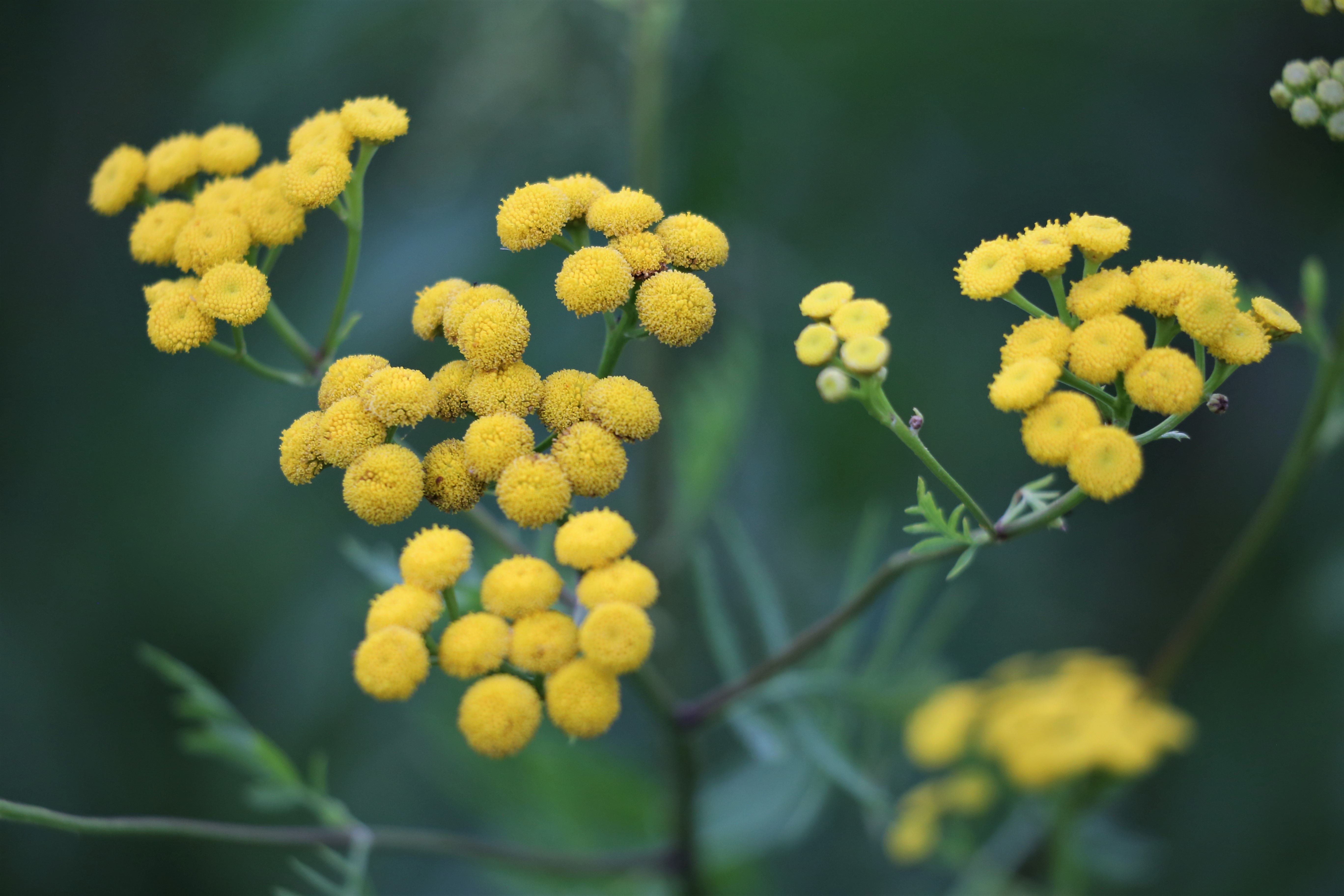 Helichrysum angustifolium plante curry