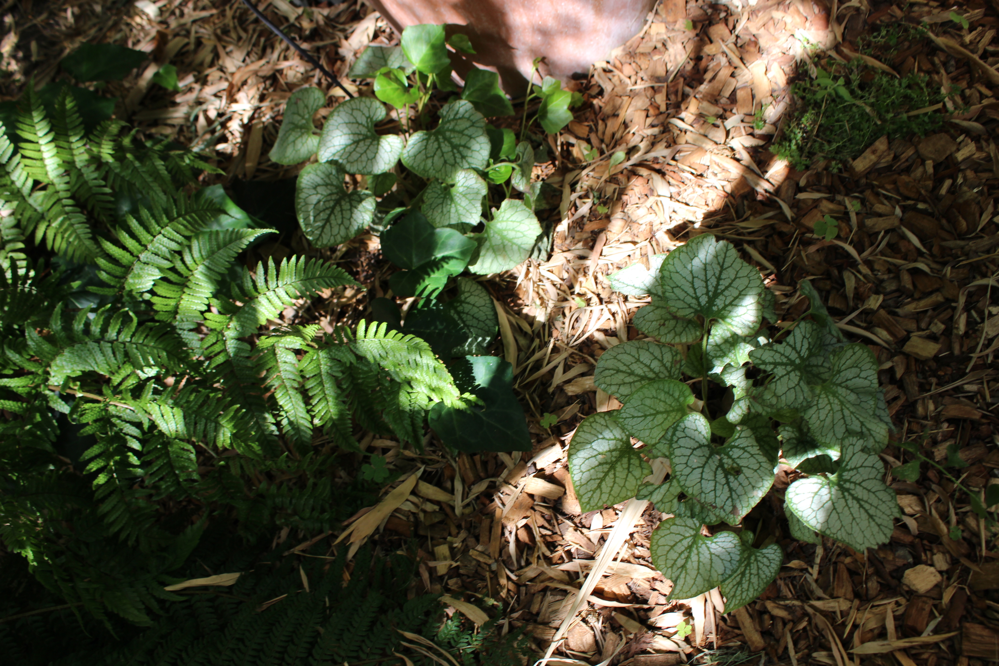 Fougères, Brunnera