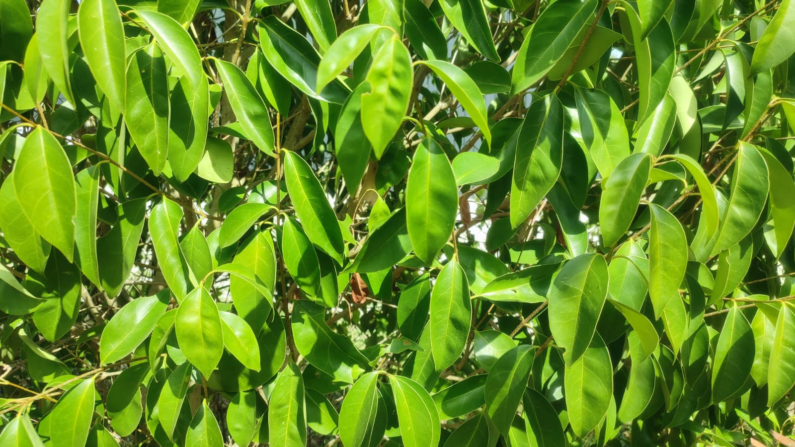 Ligustrum-japonicum