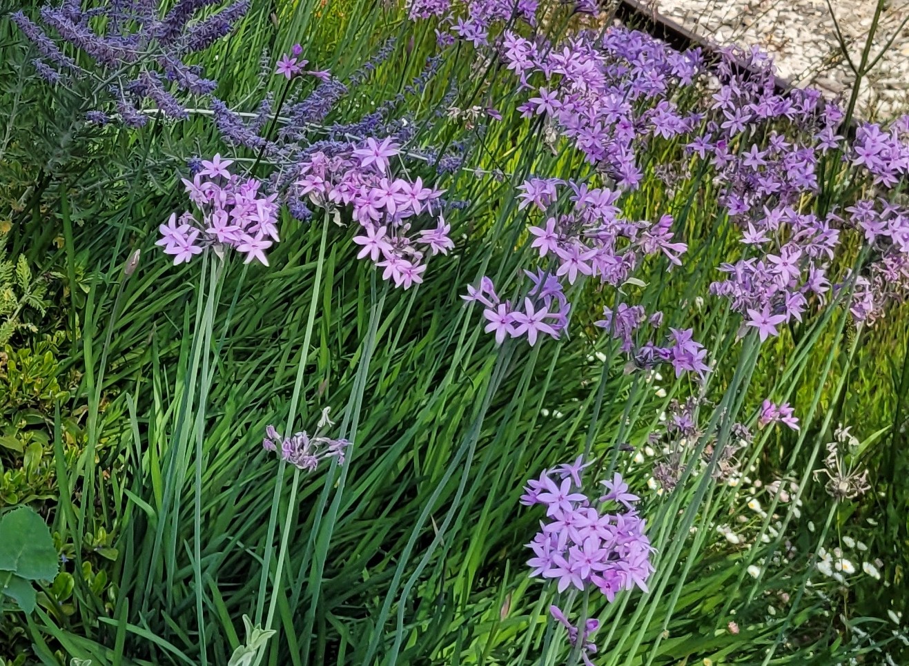 Tulbaghia violacea