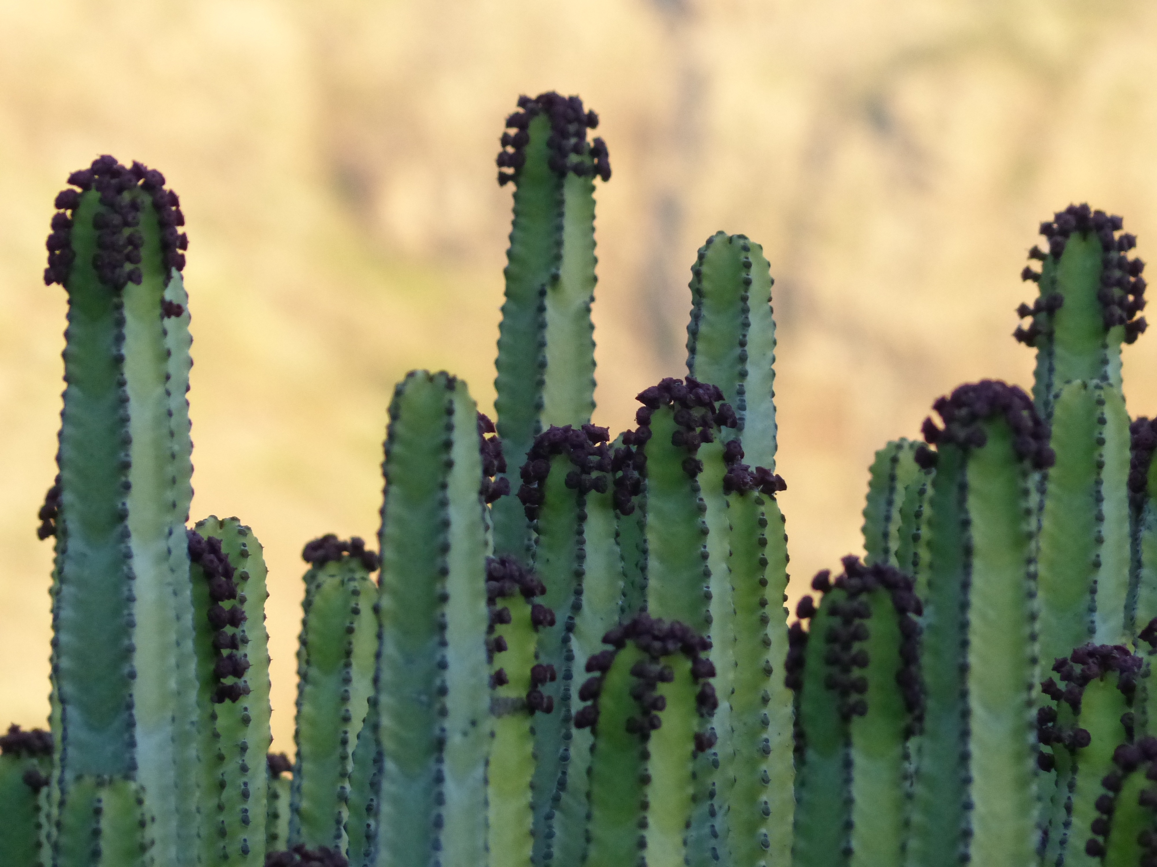 Euphorbia canariensis exotique