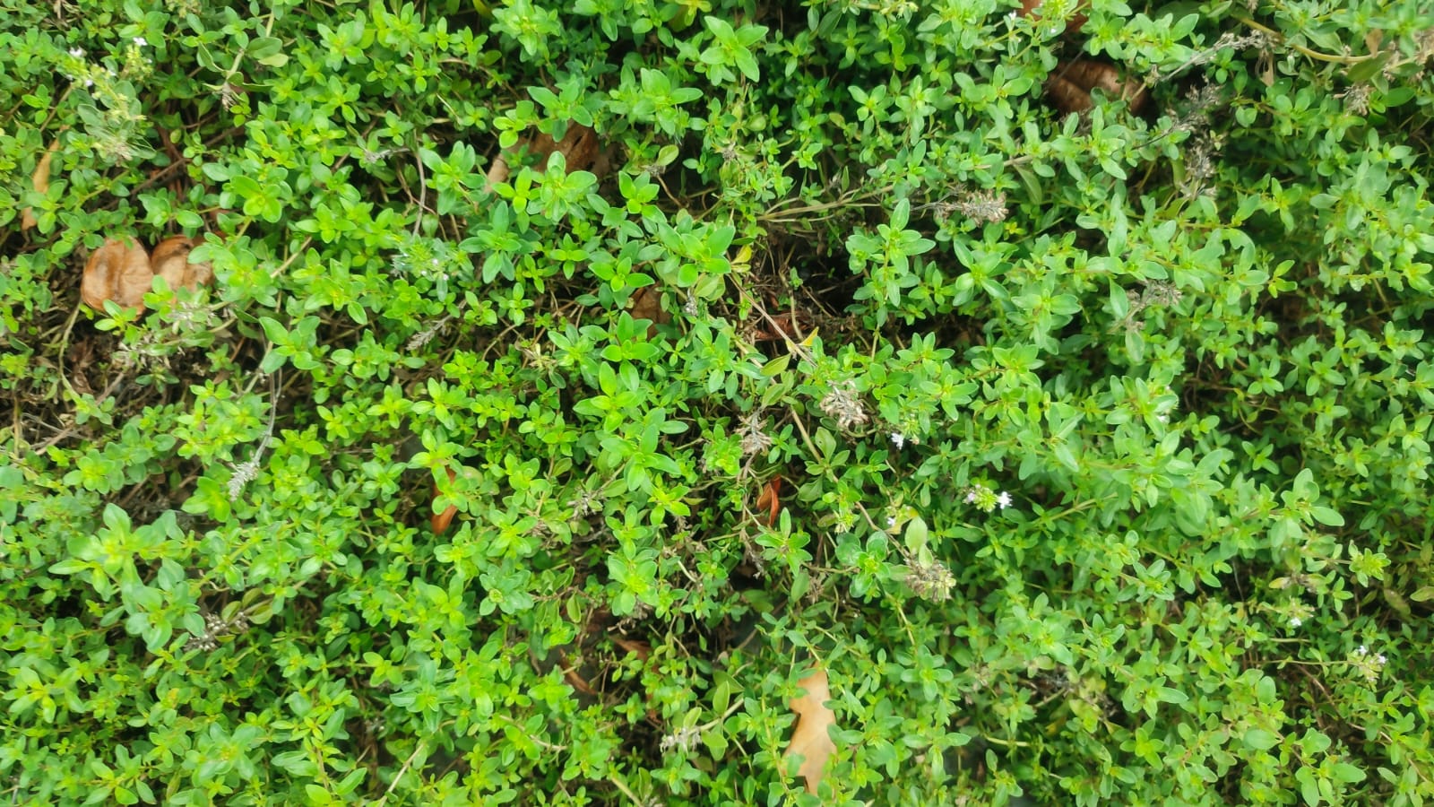 Thymus-pulegiodes