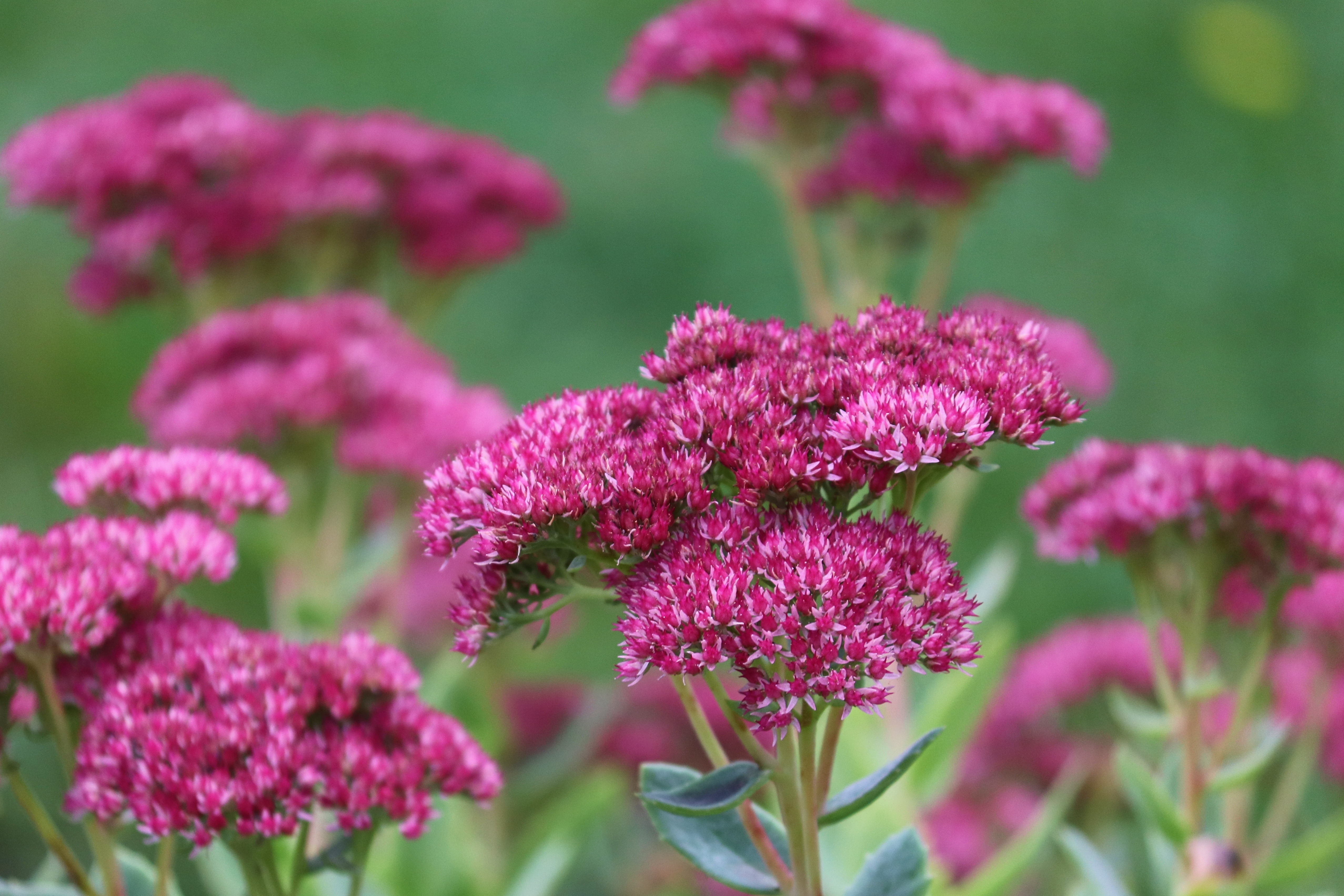 Sedum autum joy floraison automnale