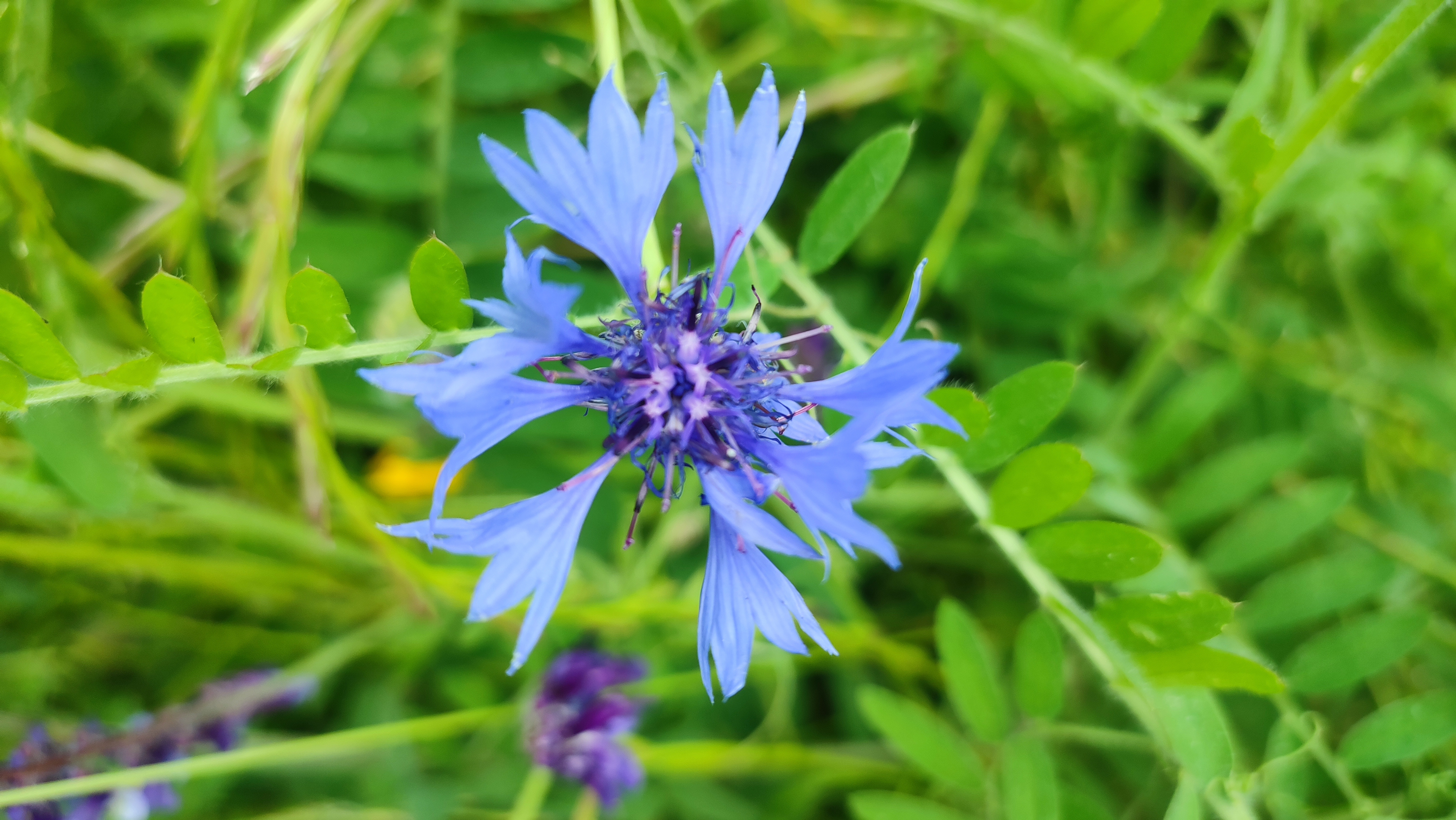 bleuet prairie