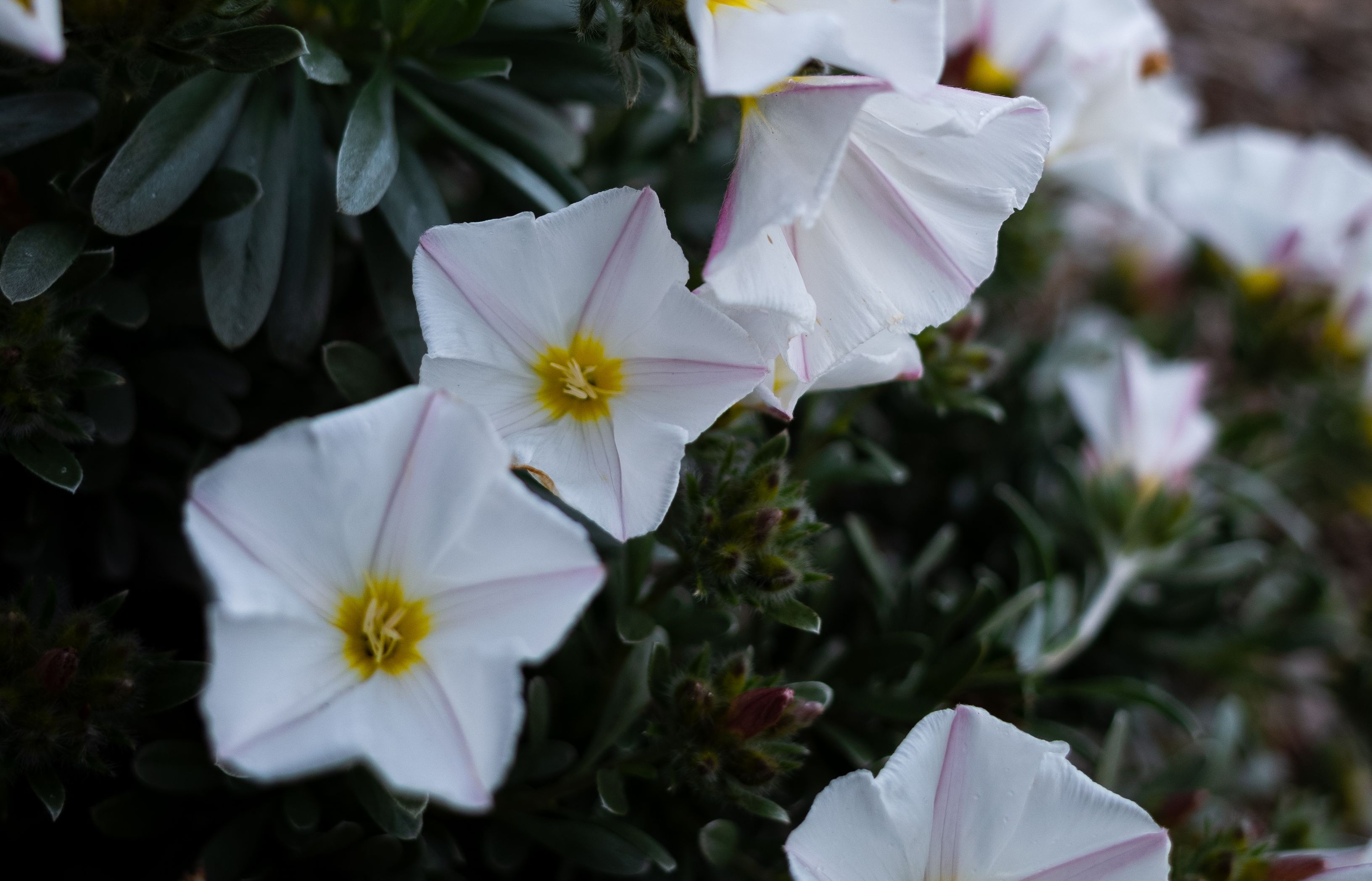 Convolvulus cneorum