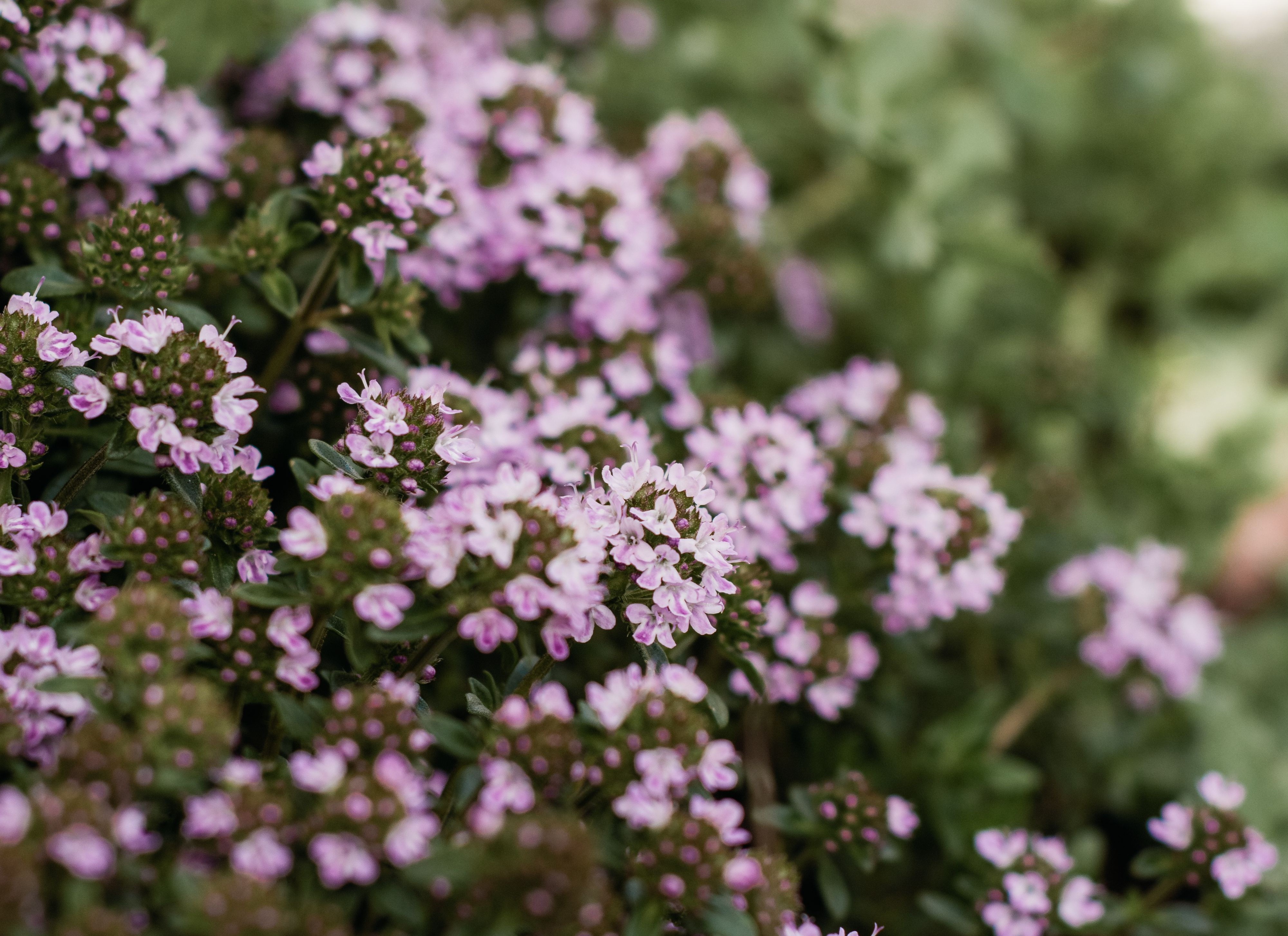 Thymus serpillum jardin sec